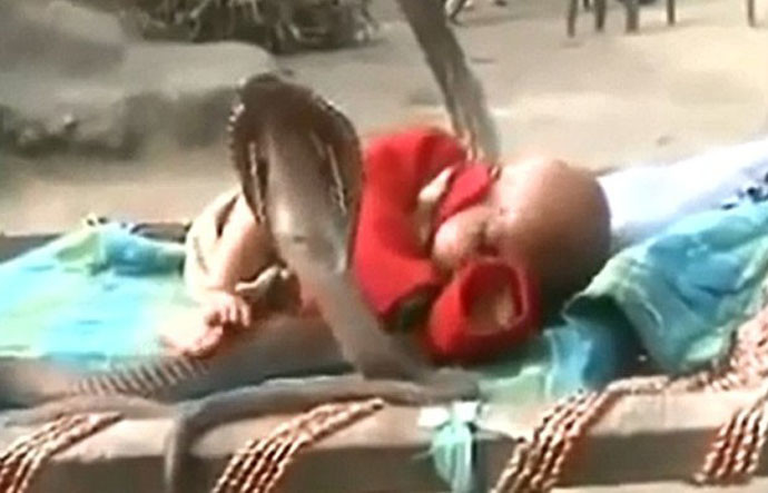 ВИДЕО: Четыре кобры охраняют сон ребенка