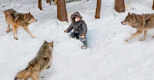 Стая голодных волков окружила мальчика, но один из них неожиданно встал на защиту ребенка
