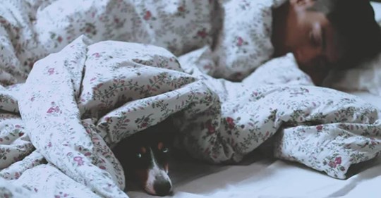 Ученые считают, что пускать пса в постель, полезно для здоровья  