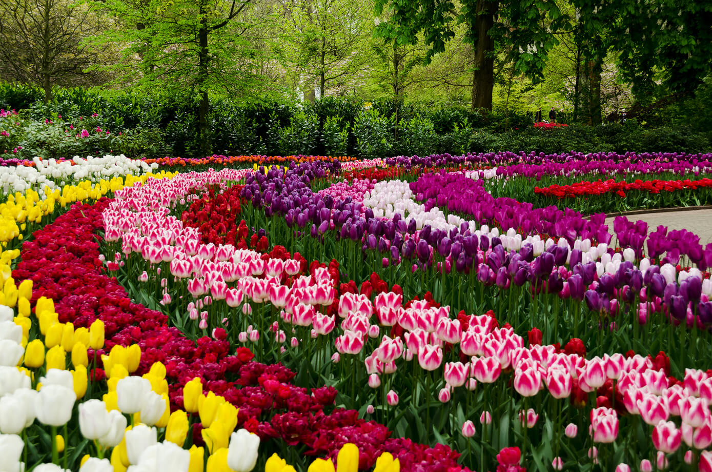Самый красивый парк тюльпанов Кёкенхоф в мире без единого посетителя
