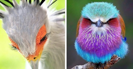 Нереально красивые птахи, которые будто прилетели из другого мира