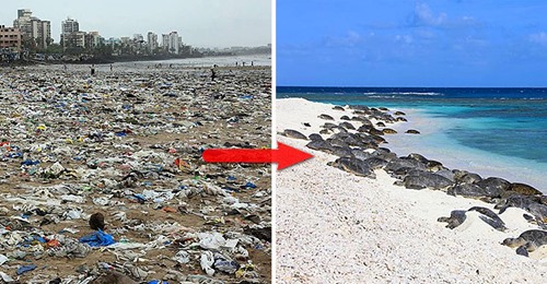5 миллионов кг пластика убрали с пляжа Мумбая, и туда наконец смогли вернуться черепахи