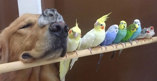 Пес, хомяк и 8 птиц — самая очаровательная дружба в мире
