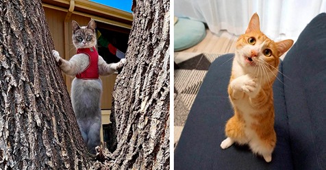 15 фотографий, которые станут открытием для тех, кто думал, что коты стоят только на четырех лапах