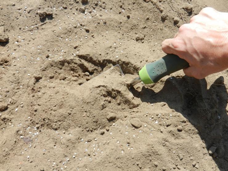 Как собрать хороший урожай с песчаной почвы: подготовка грядок и подкормки