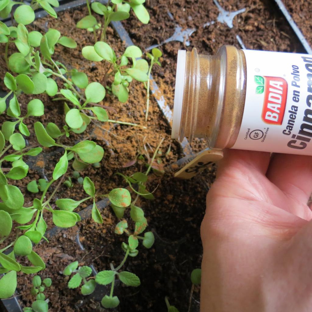 Корица помогает и на огороде, и дома: как применять специю для защиты растений