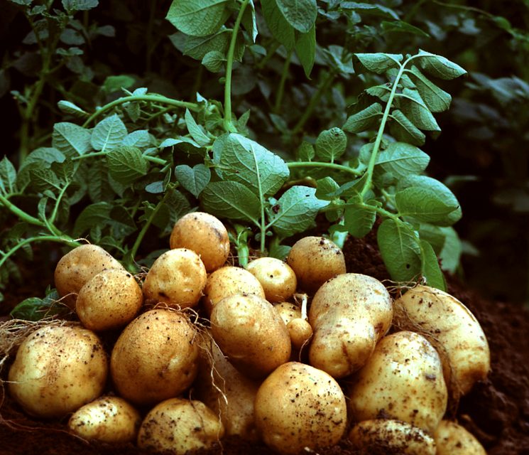 Сажать на ботве и листьях: как собрать 10 кг картошки с 1 кв. м земли