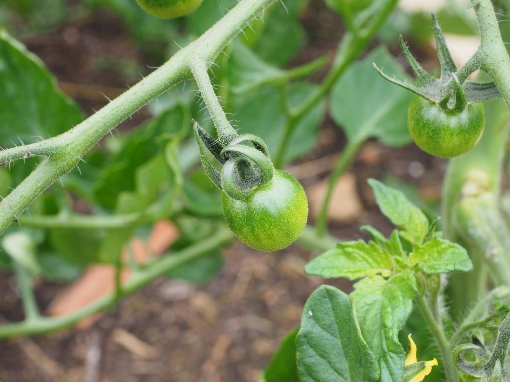 Опытные огородники знают, что посадить с томатом. Увеличиваем количество плодов