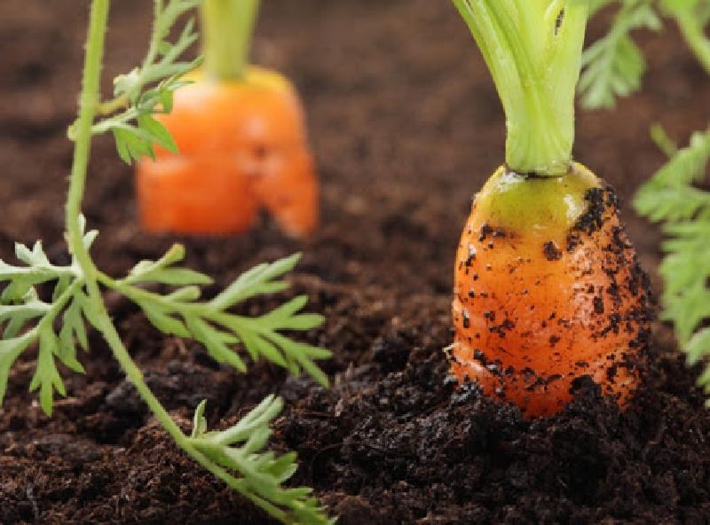 Как получить богатый урожай моркови: некоторые хитрости