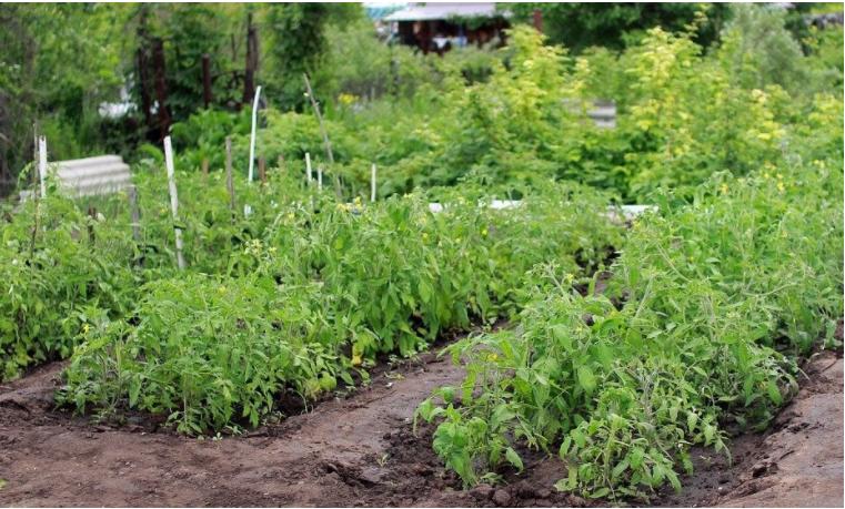 Посадите картофель вместе с чесноком: простой способ борьбы с жуком и плесенью