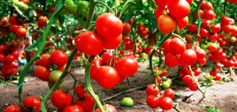 Что следует знать начинающему дачнику о посадке и выращивании томатов