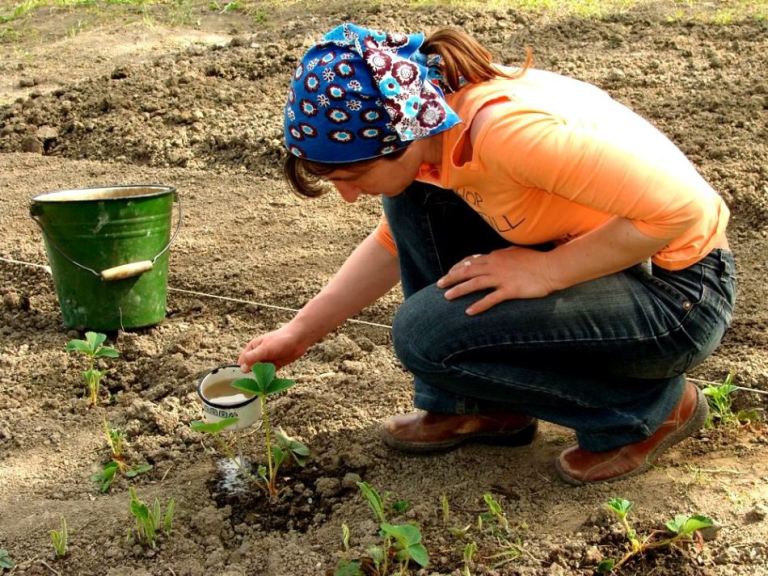 Полить горячей водой с йодом: как обрабатывать клубнику в марте, чтобы летом получить щедрый урожай