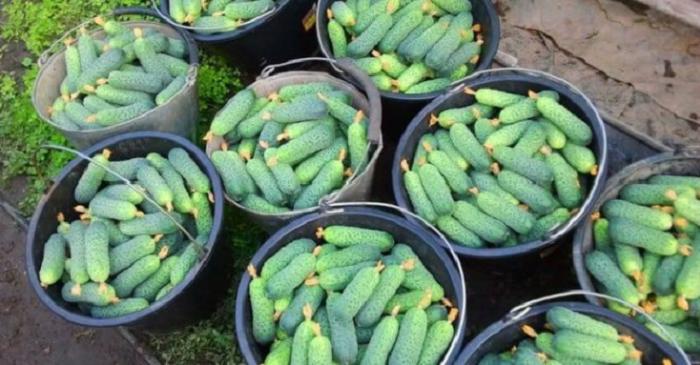 Хотите собрать большой урожай огурцов? Рецепт приготовления натурального удобрения из луковой шелухи