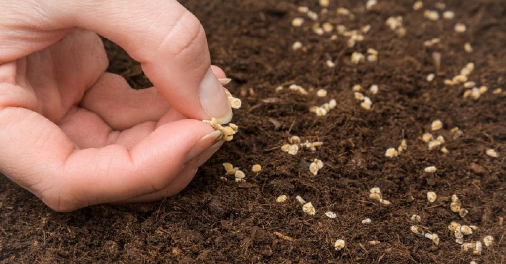 Причиной неурожая могут стать семена. Как выбрать качественный продукт по доступной цене
