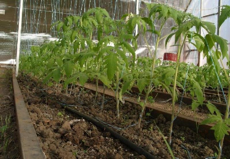 Что следует знать начинающему дачнику о посадке и выращивании томатов