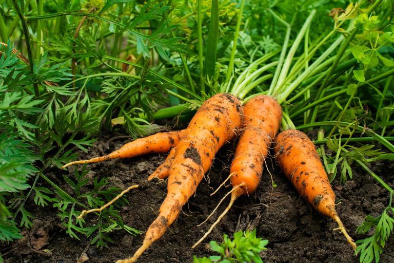 Как легче всего высадить морковь: минимум ухода и без прореживания