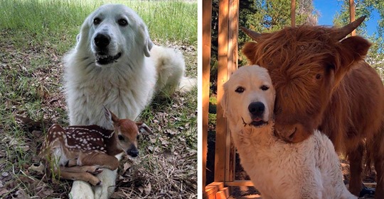 19 сентиментальных примеров настоящей, искренней дружбы между животными