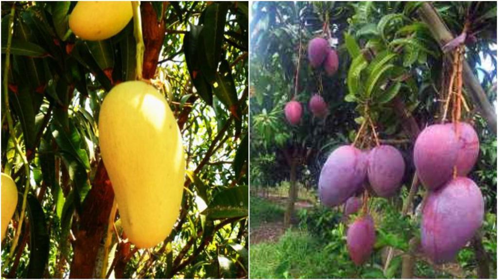 Селекционер-самоучка вырастил дерево, на котором вызревает сразу 300 сортов манго