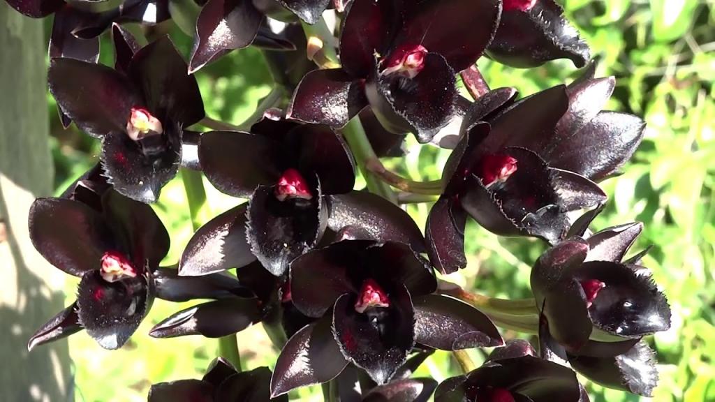 Защищаем корни орхидеи от болезней: понадобится простая специя