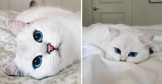 Коби — белоснежная кошка с невероятно красивыми глазами