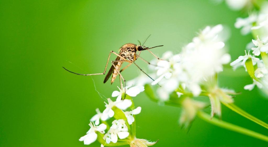 Православный праздник: день Лукерьи-комарницы,  традиции и приметы на 26 мая