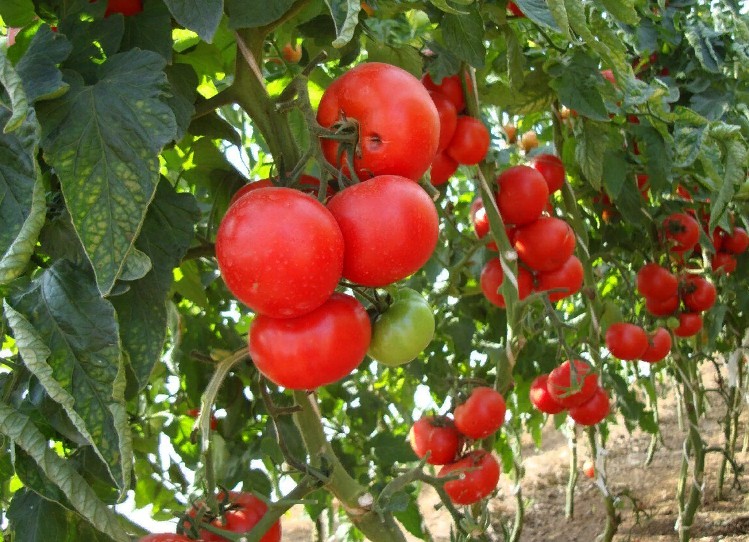 Удалять нельзя оставить: что делать с листьями помидоров в теплице и открытом грунте