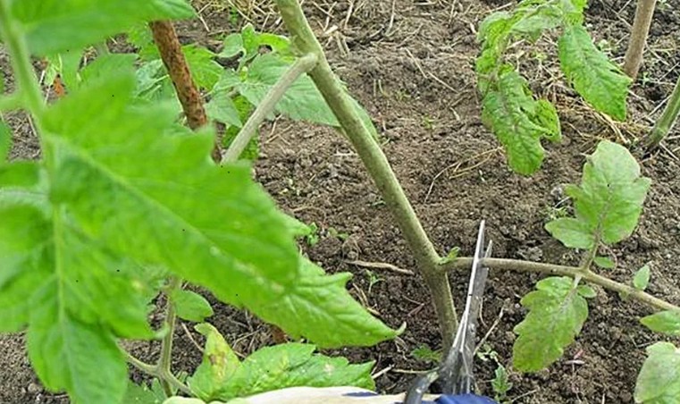 Удалять нельзя оставить: что делать с листьями помидоров в теплице и открытом грунте