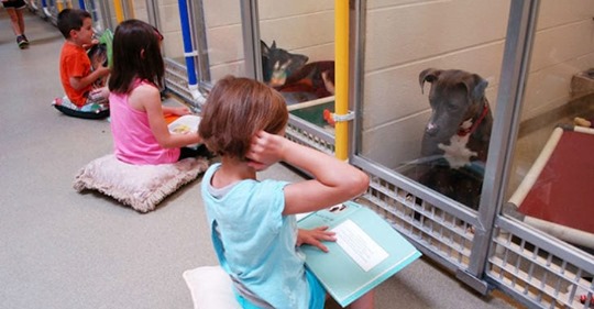 Дети читают вслух в приюте для животных, чтобы помочь запуганным и застенчивым собакам адаптироваться (7 фото + видео)