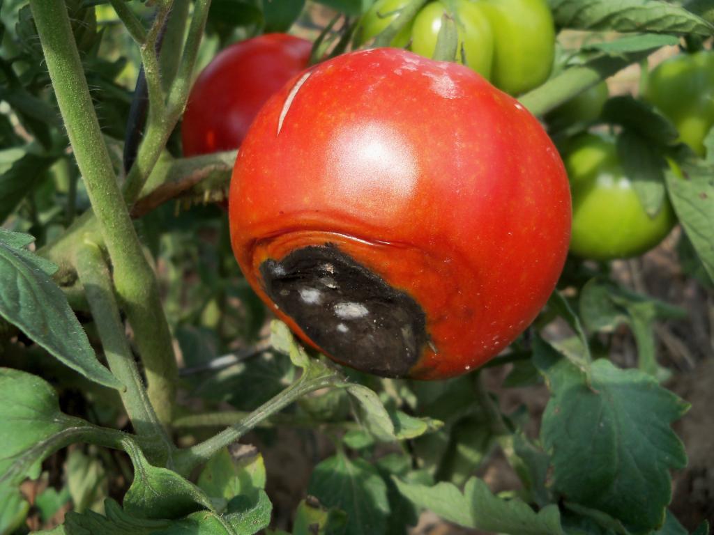 Выбираем сорт и обрабатываем семена: верные способы не допустить появления вершинной гнили на помидорах