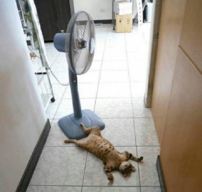 Как помочь кошке пережить летнюю жару: советы зоопсихолога
