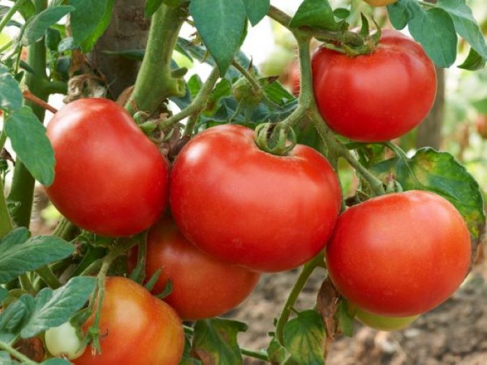 Подвязка помидоров: китайский метод, клетки для овощей и не только для хорошего и вкусного урожая