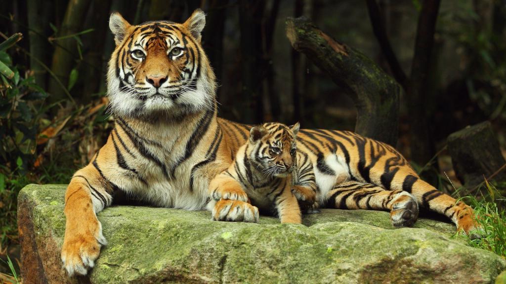 В РФ 500 амурских: где и как увидеть тигров в России и в ближайших странах