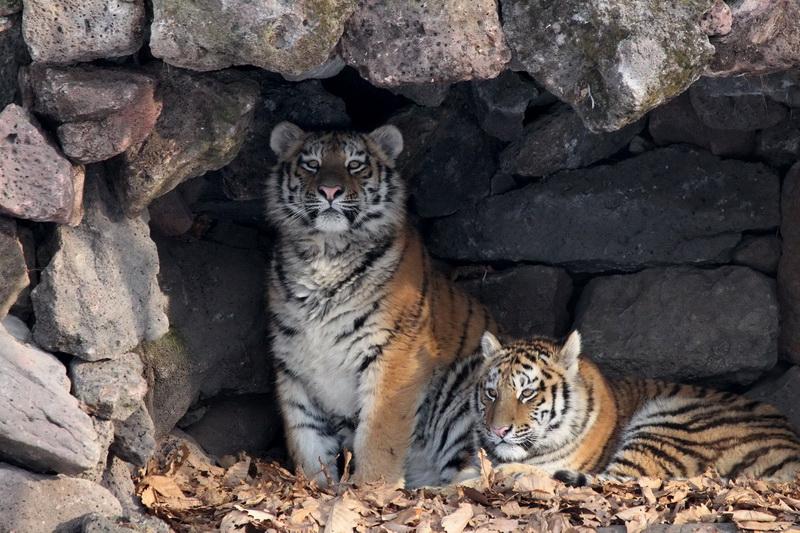 В РФ 500 амурских: где и как увидеть тигров в России и в ближайших странах