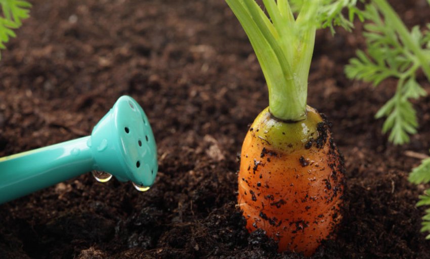 Полив моркови в сентябре: стоит ли его делать и поможет ли это улучшитьурожай