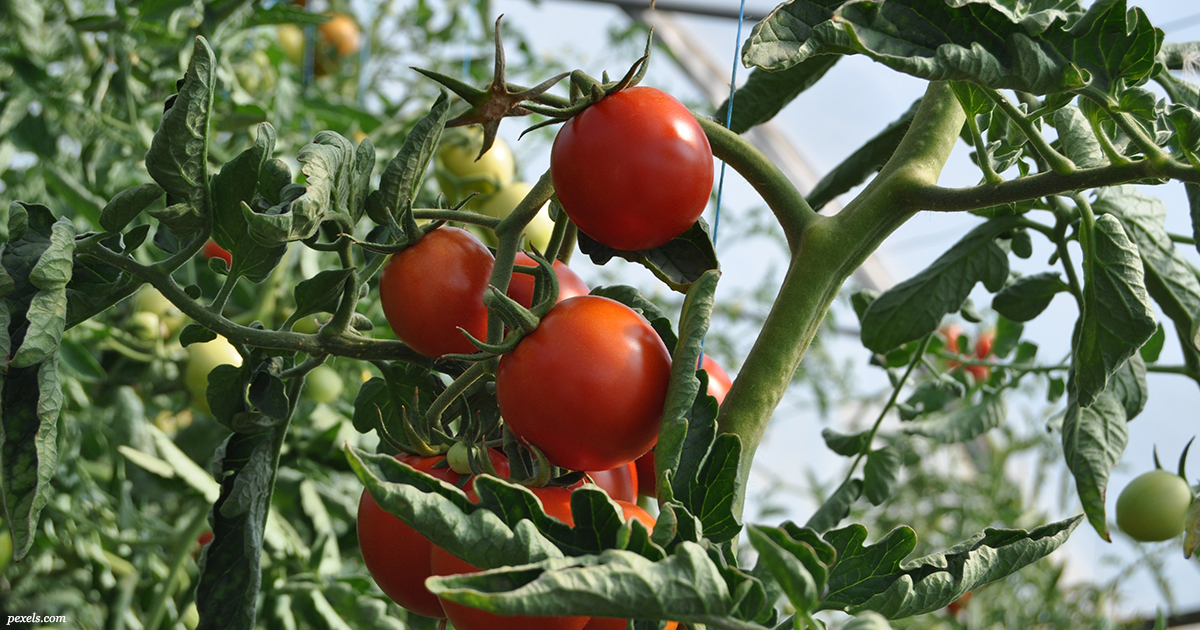Что не стоит сажать рядом с помидорами: вы лишитесь всего урожая