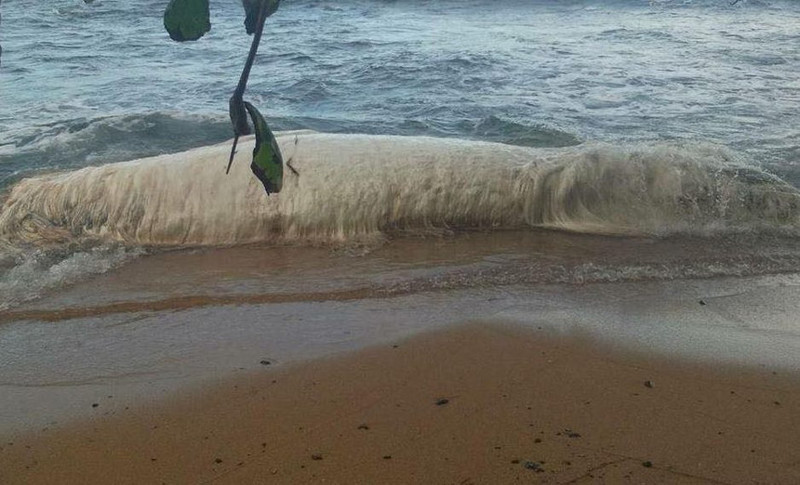 К берегам Филиппин выбросило огромное волосатое существо