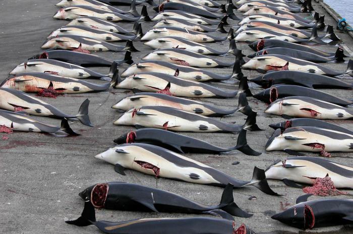 90% китов, которых ежегодно убивают у берегов Норвегии, оказываются беременными самками