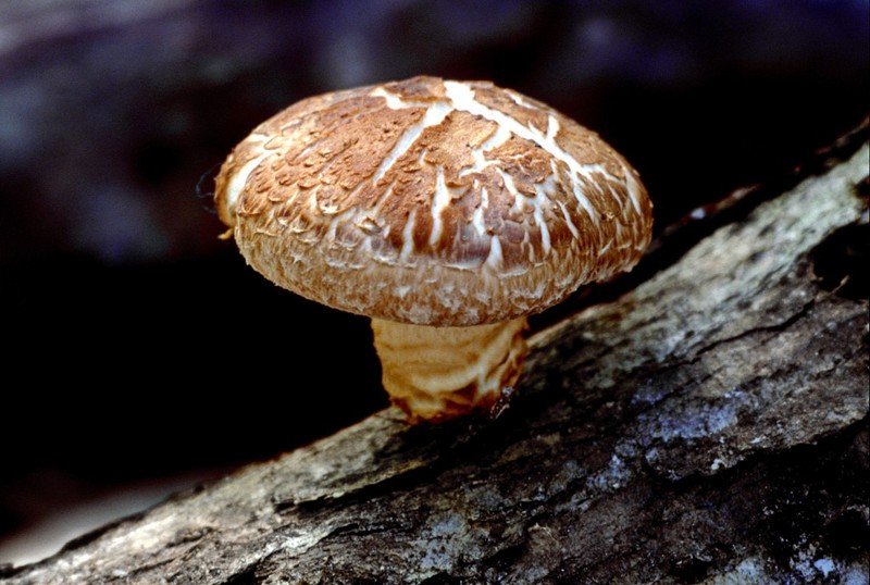 Выращивание до 30 видов грибов на приусадебном участке