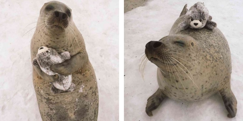 Тюленям из Японии подарили игрушечного тюленя. И они невероятно счастливы
