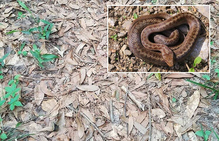 «Найди змею!»: пользователей интернета озадачило загадочное фото из леса