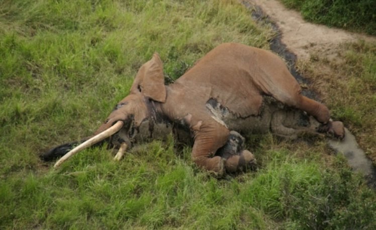 Браконьеры убили одного из самых старых слонов Африки отравленной стрелой