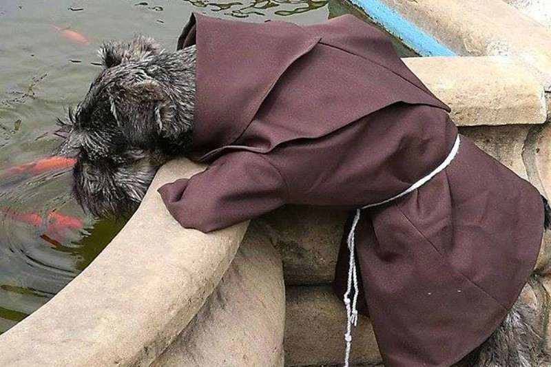 Первая собака монах, которая живёт в монастыре и наслаждается своей новой просветлённой жизнью
