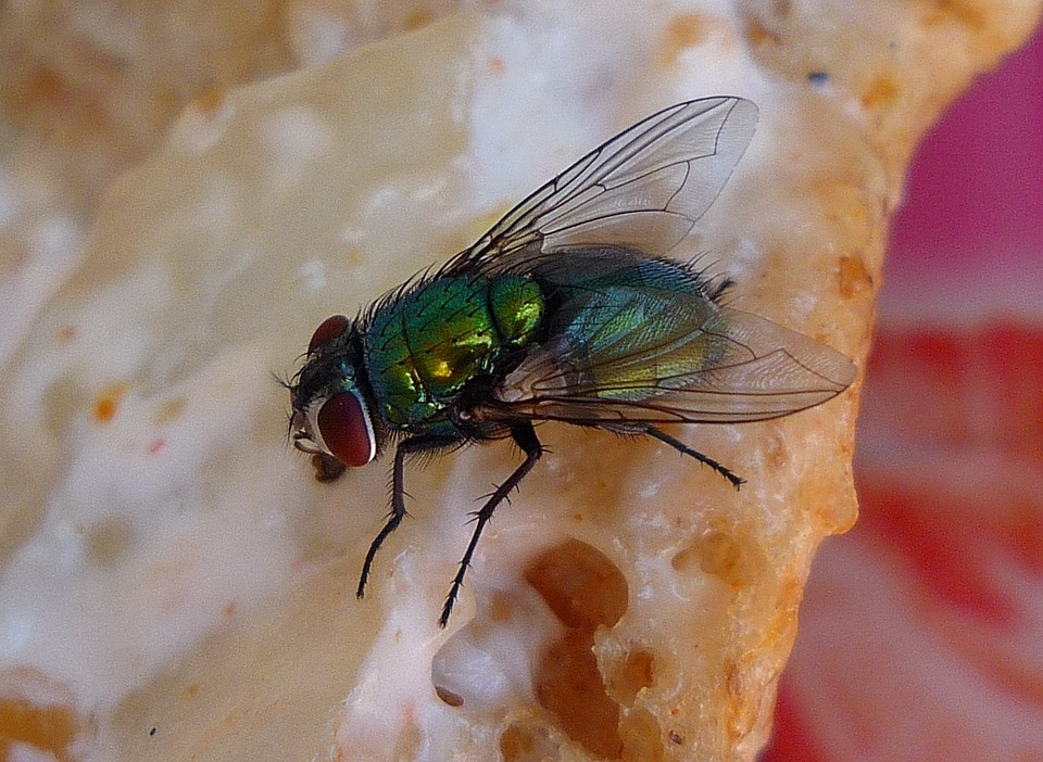 Что на самом деле происходит, когда на вашу еду садится муха. Это противнее, чем вы думали!