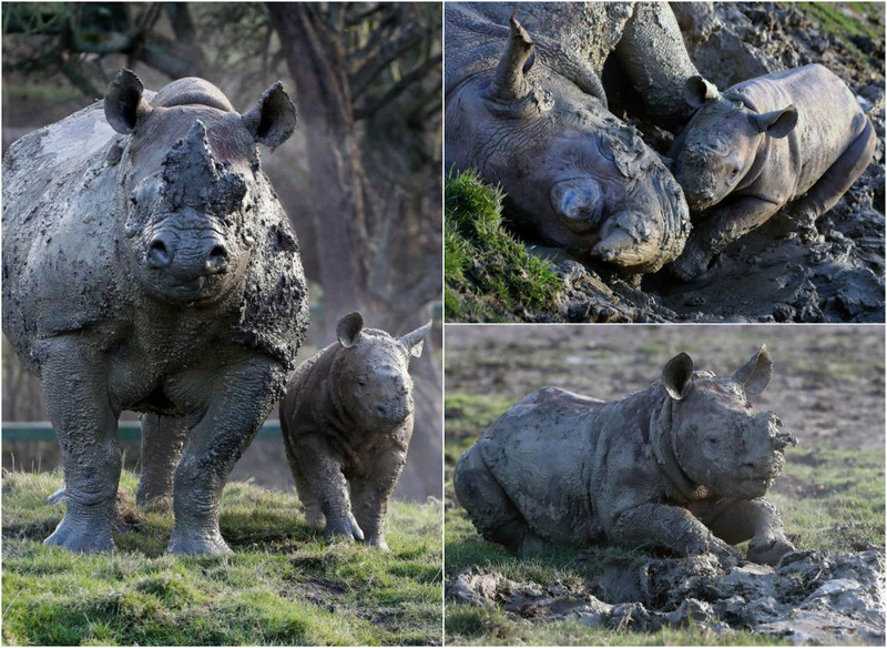 Прелестный детеныш носорога резвится в грязи