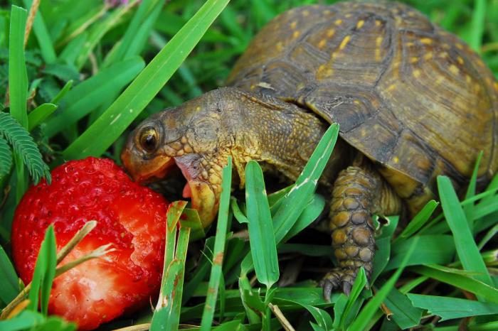 9 фактов, которые нужно изучить перед покупкой черепахи
