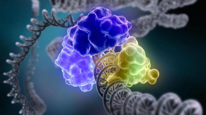 Почти две трети случаев рака вызваны случайными  ошибками  в ДНК