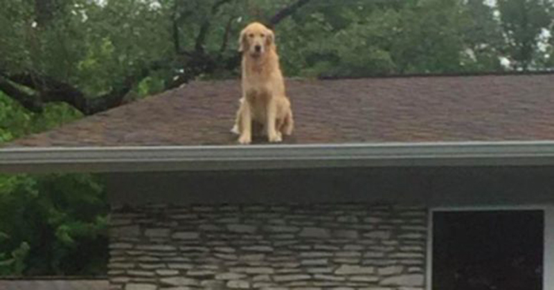 Семья устала объяснять соседям, что их собака делает на крыше. Тогда они поставили у дома эту табличку…