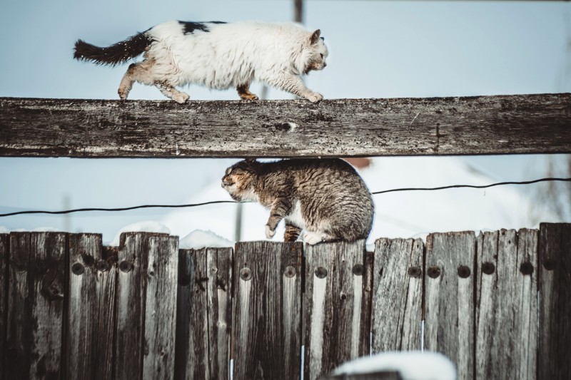 Очень колоритные уличные коты. Часть 3: спецвыпуск в честь Дня кошек в России
