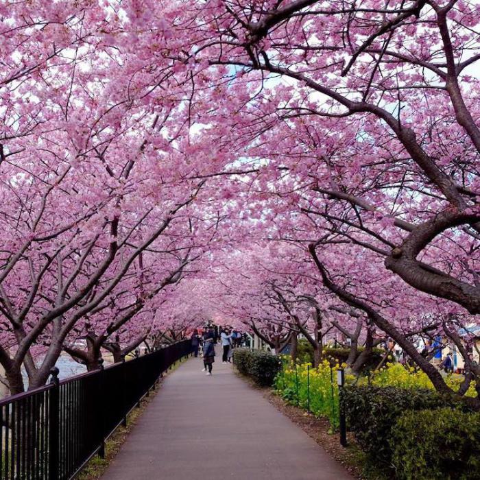 Весна на пороге: в Японии расцвела сакура