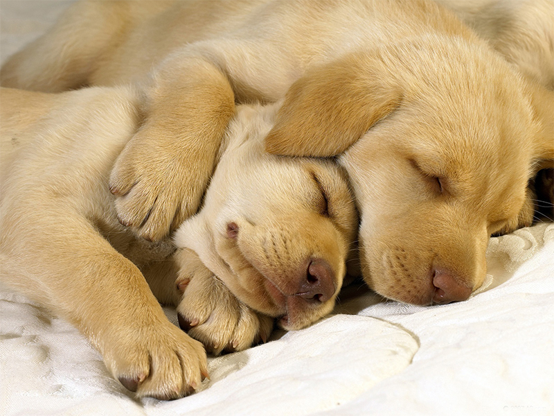 Ученые выяснили, что снится собакам. Ну просто не сдержать слез!